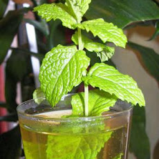 Moroccan Mint Tea