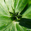 Eranthis seed buds