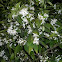 Flor de Azahar