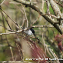 Marsh Tit