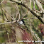 Marsh Tit