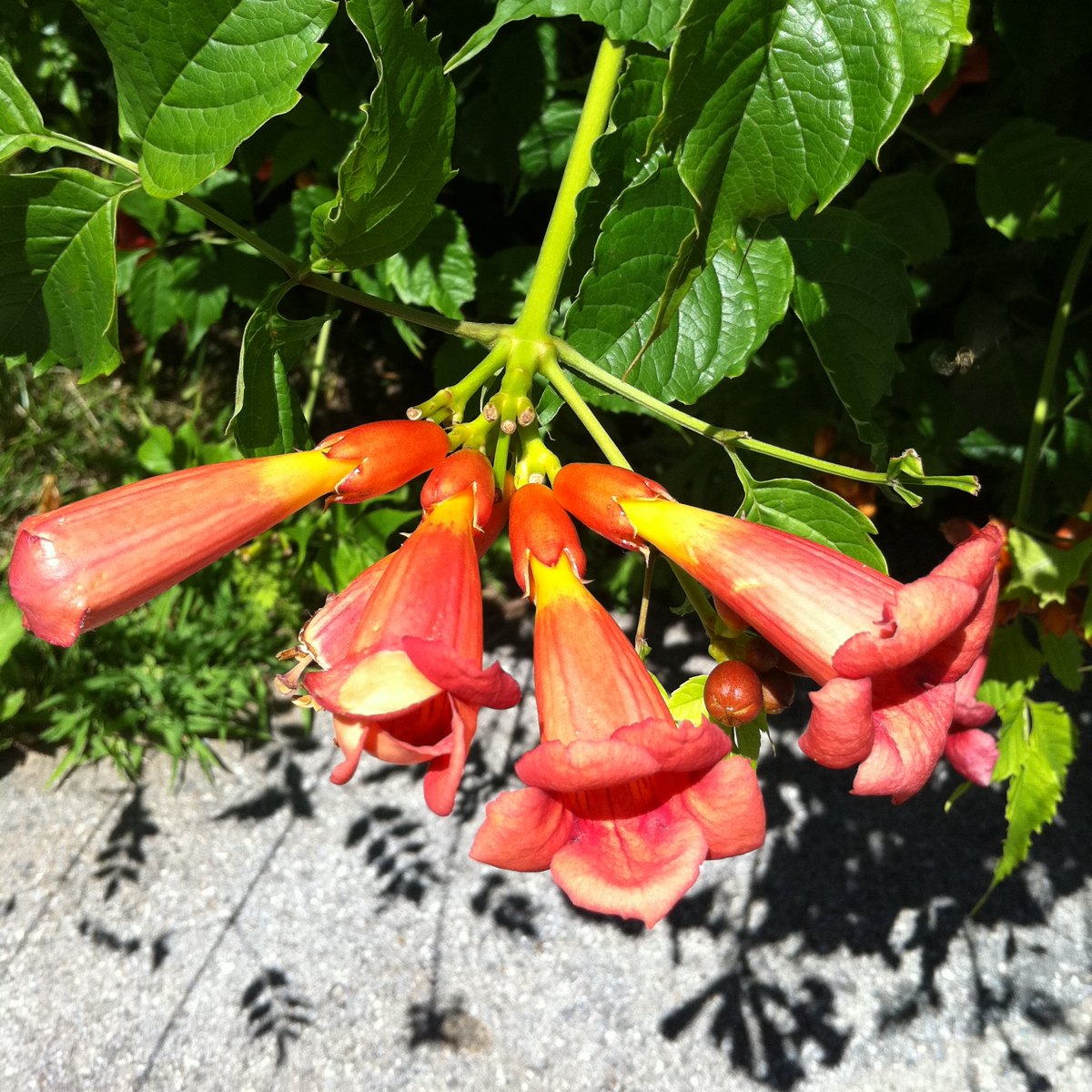 Chinese Trumpet Vine flower