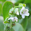 Miner's Lettuce