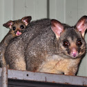 Brushtailed possum