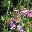 Common Buckeye