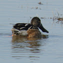 Northern Shoveler Duck (male)