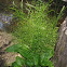 Water-plantain