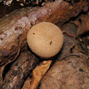 Spiny puffball