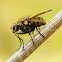 Tiger Fly