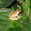 Craugastor sp.