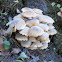 Mushroom