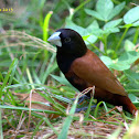 Chestnut Munia