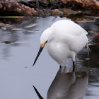 Snowy Egret