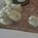 Chicks