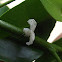 Juvenile Plant Hopper