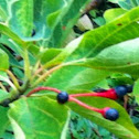 Sassafras