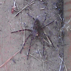 Fishing spider