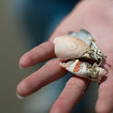 Shells