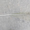 Peacock feather