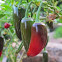 Jalapeño