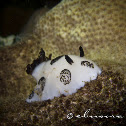 Dotted nudibranch, Polka-dot nudibranch