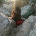 Red squirrel