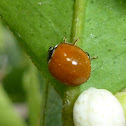 Spotless Ladybug