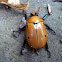 Grapevine Beetle 