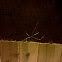 Walking stick