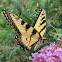 Eastern Tiger Swallowtail Butterfly