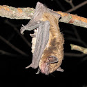 Big Brown Bat