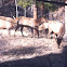 Rocky Mountain Elk