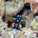 Peacock Mantis Shrimp