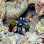 Peacock Mantis Shrimp
