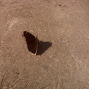 Mourning Cloak