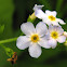 True Forget-me-not