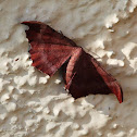 Hyposidra Moth (Female)