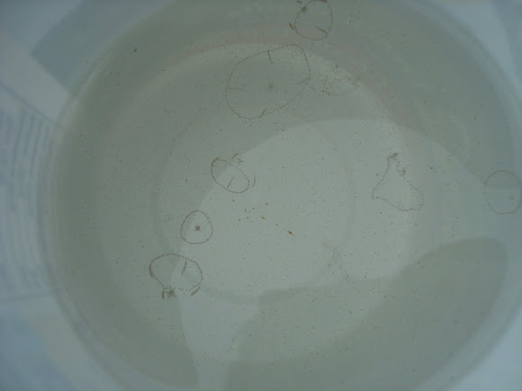 Spotting Image 1