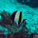 Moorish Idol