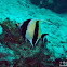 Moorish Idol