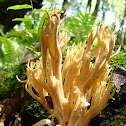 Coral mushroom