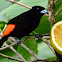 Scarlet-rumped tanager