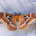 Promethea silkmoth