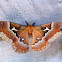 Promethea silkmoth