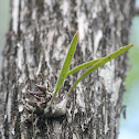 Orchid Plant, no bloom.