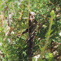 Bird Grasshopper