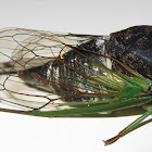"Swamp Cicada"