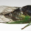 "Swamp Cicada"