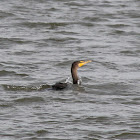 Cormorant