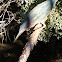Green Heron